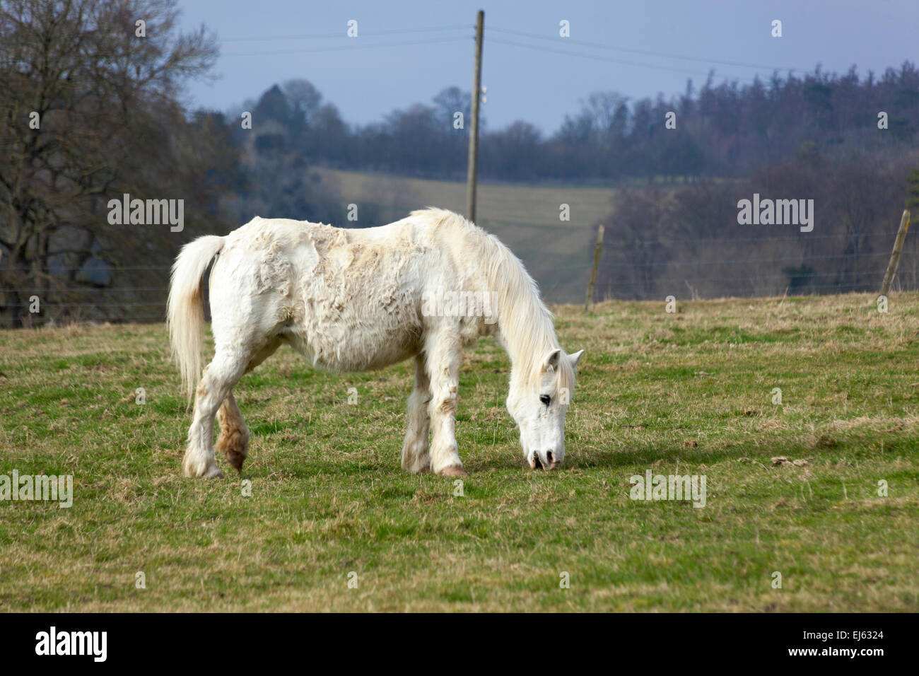 Un pony che pascolano nella campagna Oxfordshire, Inghilterra Foto Stock