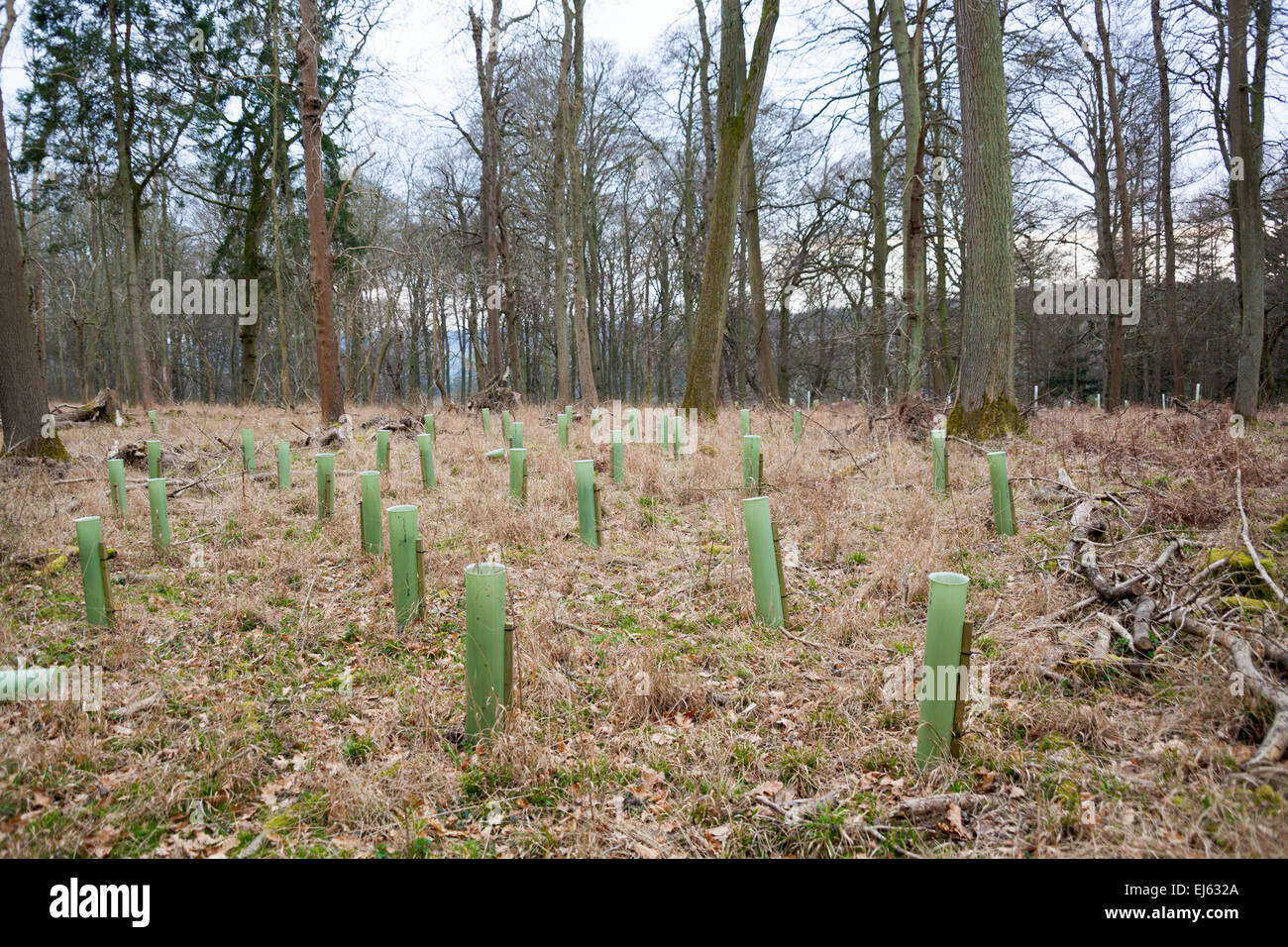 I nuovi alberi piantati nel bosco (grande bosco, Oxfordshire, Inghilterra) Foto Stock