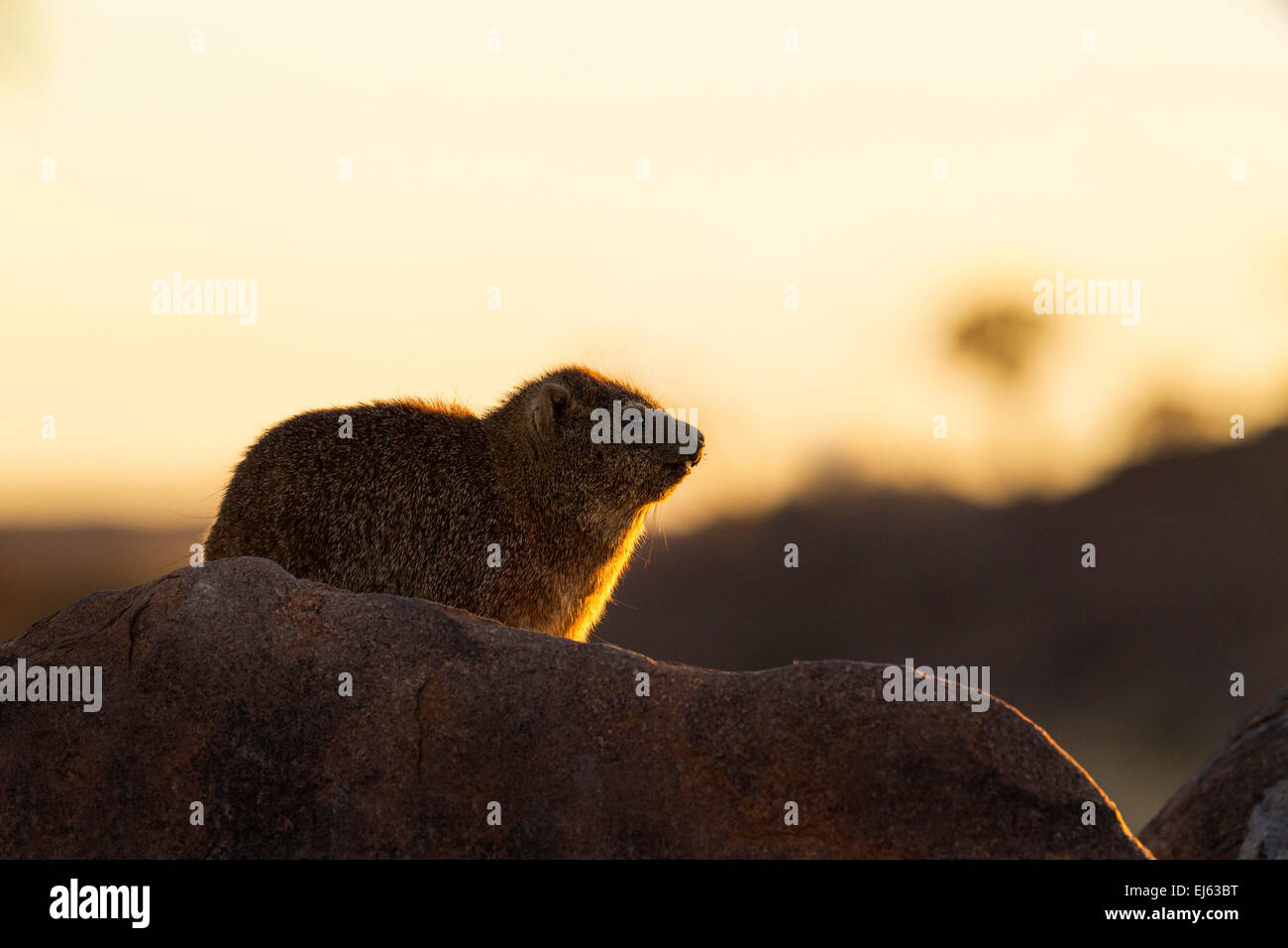 Un ritratto di una roccia hyrax all'alba, Namibia. Foto Stock