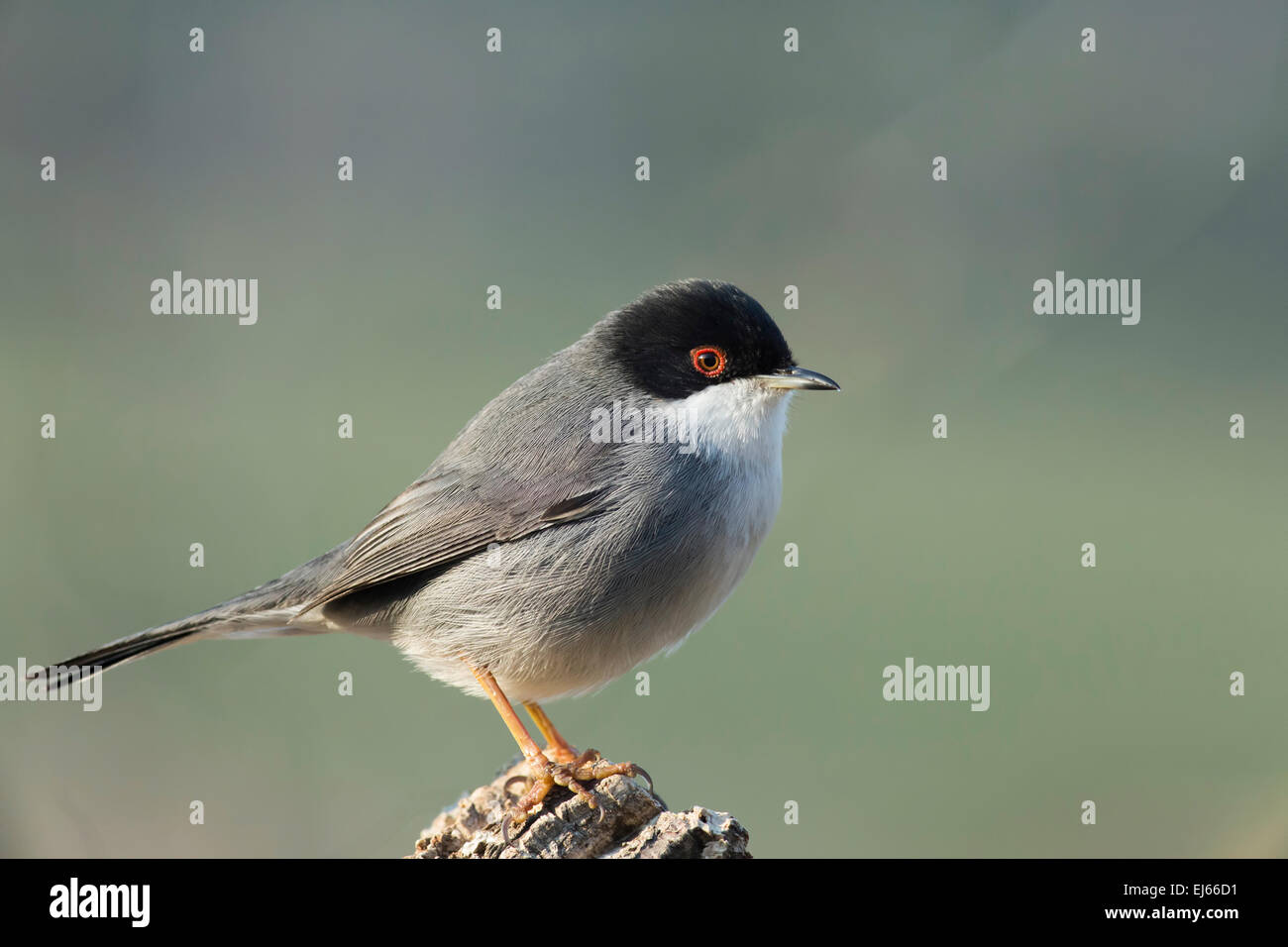 Trillo sardo (Sylvia melanocephala) Foto Stock