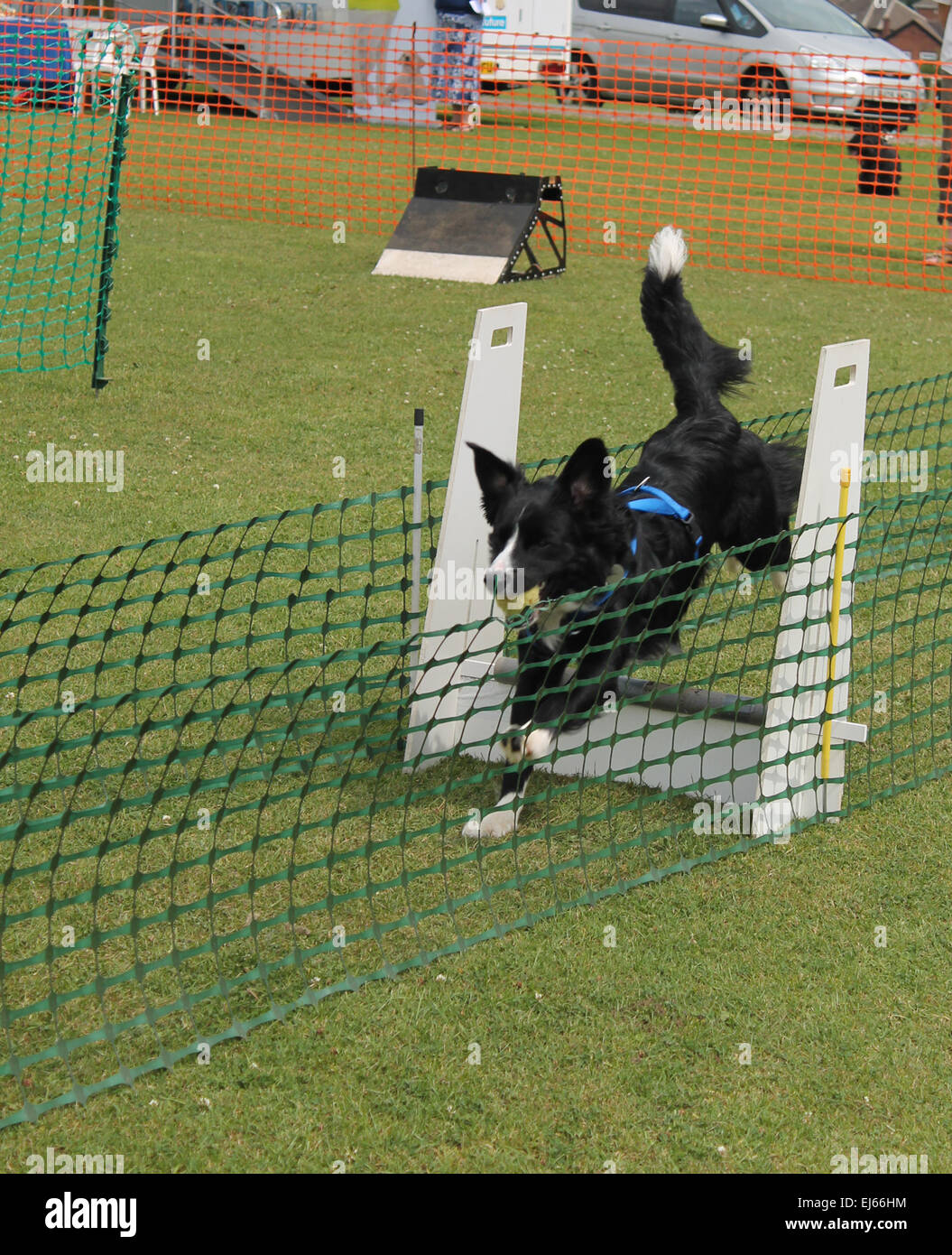 Agility dog Foto Stock