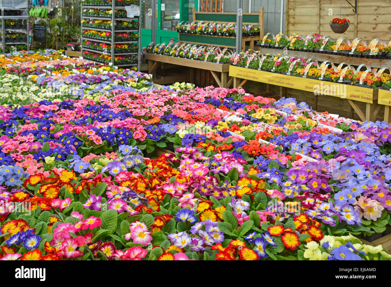 Garden Center display di primule in fiore cresce in vasi e pronto per impianto fuori Essex England Regno Unito Foto Stock