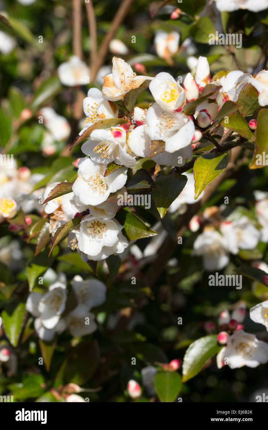 I fiori del semi-hardy Taiwanese evergreen, Camellia transnokoensis Foto Stock