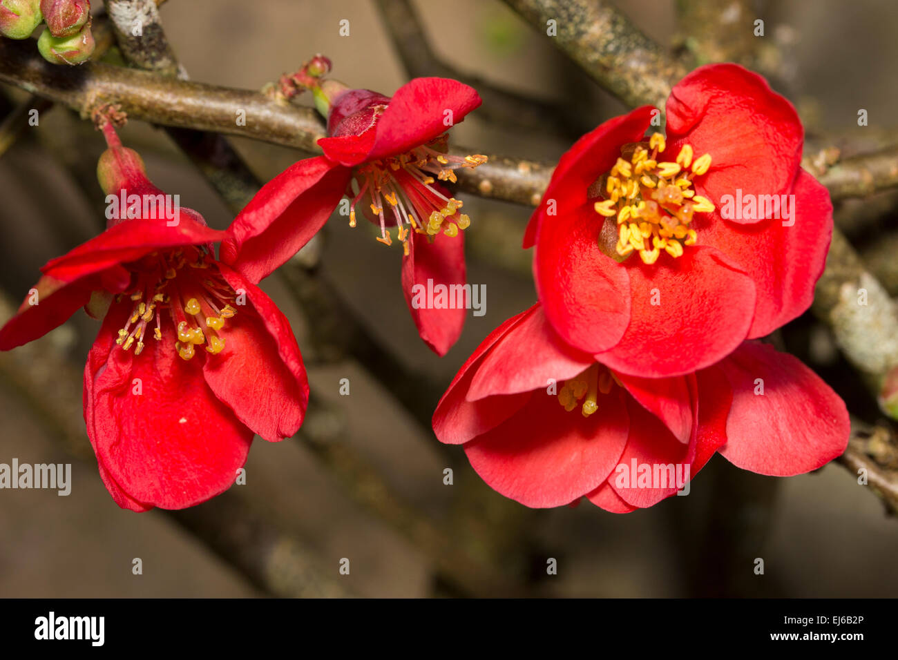 Primi fiori di primavera giapponese di mela cotogna, Chaenomeles speciosa 'Knap Hill Radiance' Foto Stock