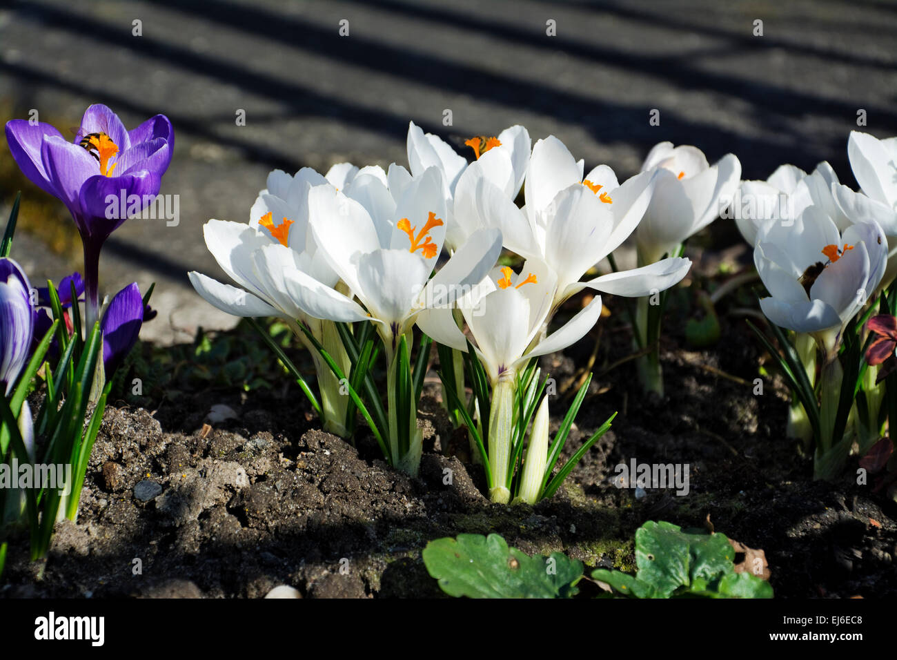 Crochi bianco nel giardino di primavera Foto Stock