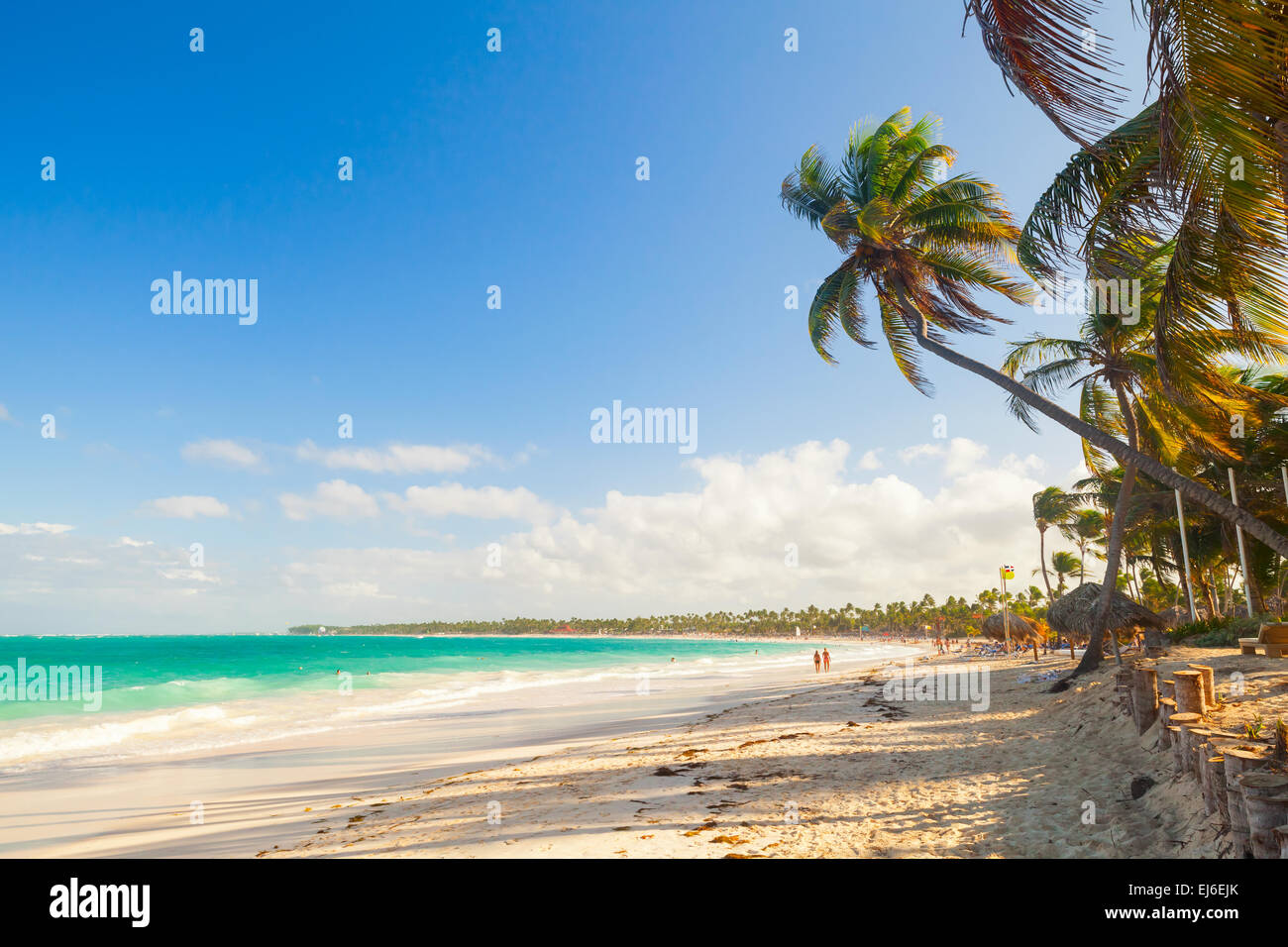 Alberi di palma su una spiaggia di sabbia. Costa dell'Oceano Atlantico, Repubblica Dominicana Foto Stock