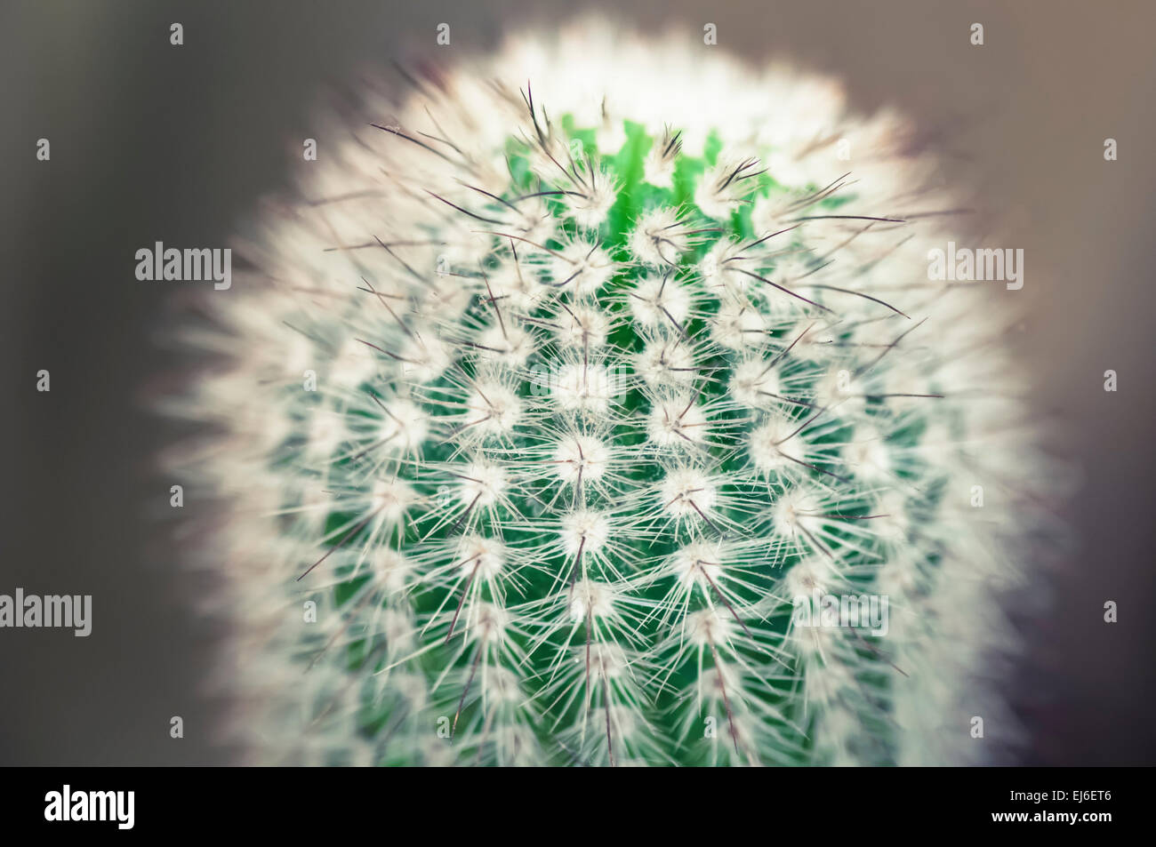 Vista ravvicinata di una Cauctus e spine di Cactus Foto Stock