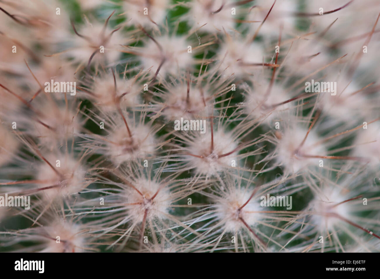 Vista ravvicinata di Cactus spine Foto Stock