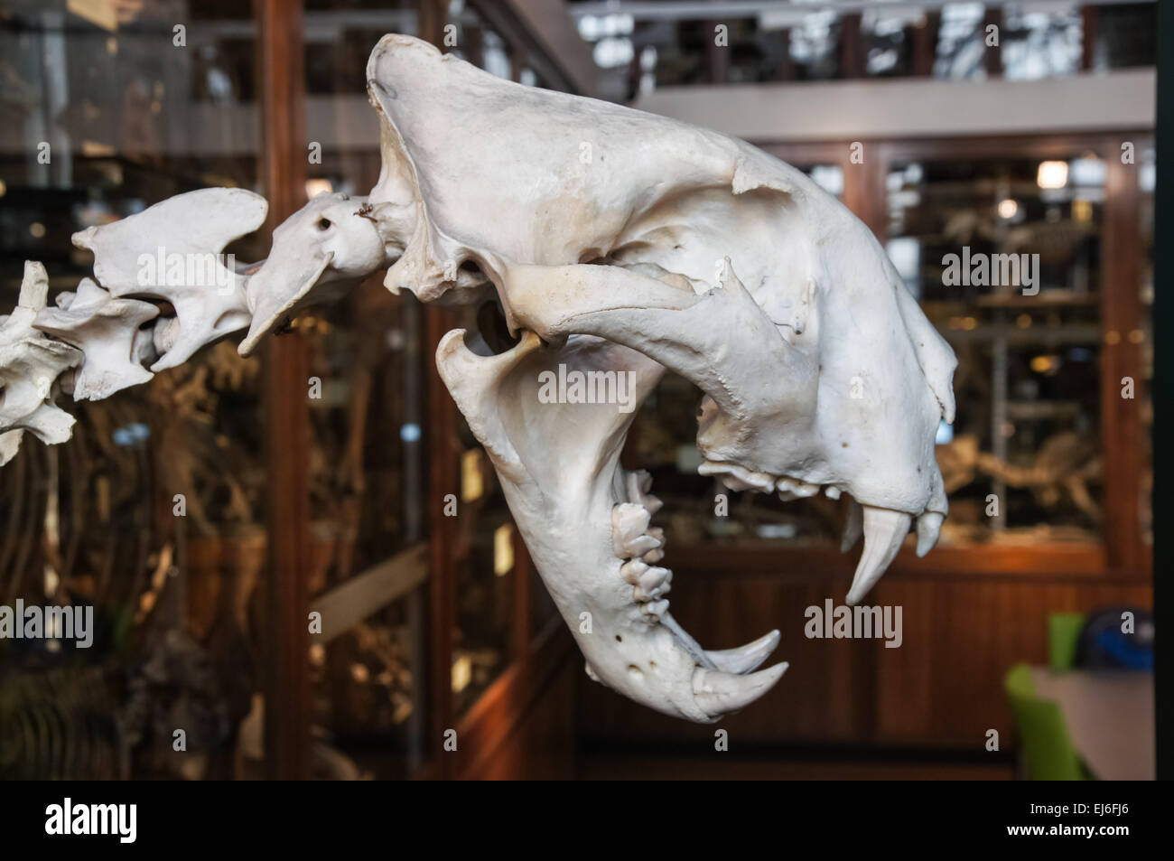 La concessione museo di zoologia, tiger cranio, Londra Inghilterra Regno Unito Regno Unito Foto Stock