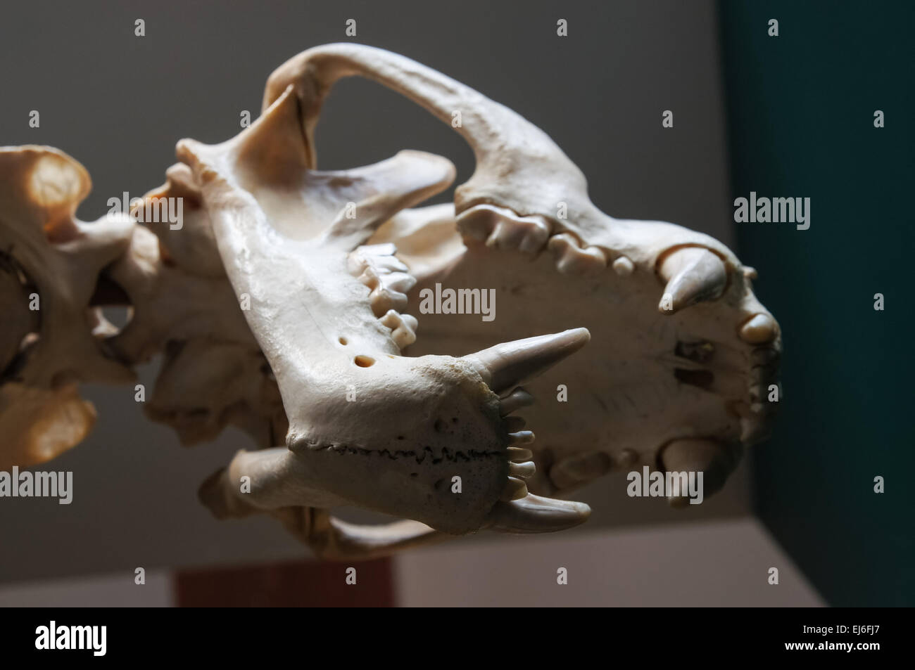 cranio di tigre visto dalla parte inferiore Foto Stock