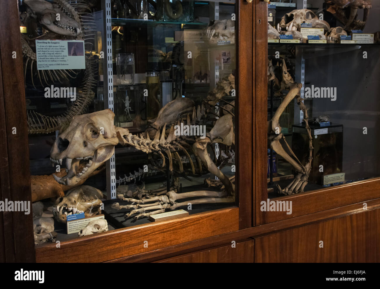 La concessione museo di zoologia, Londra England Regno Unito Regno Unito Foto Stock