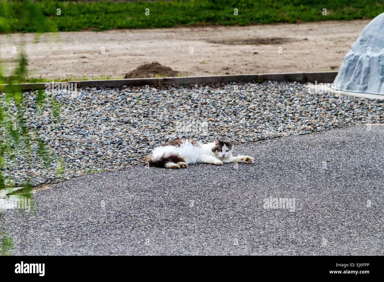 Un gatto fingendo di essere morti come una strategia di caccia Foto Stock