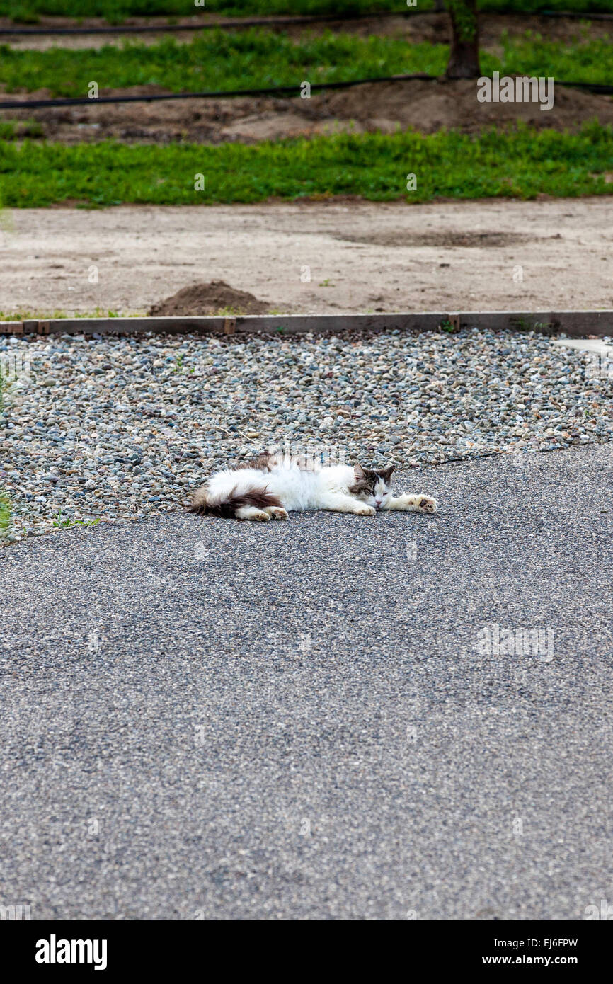 Un gatto fingendo di essere morti come una strategia di caccia Foto Stock
