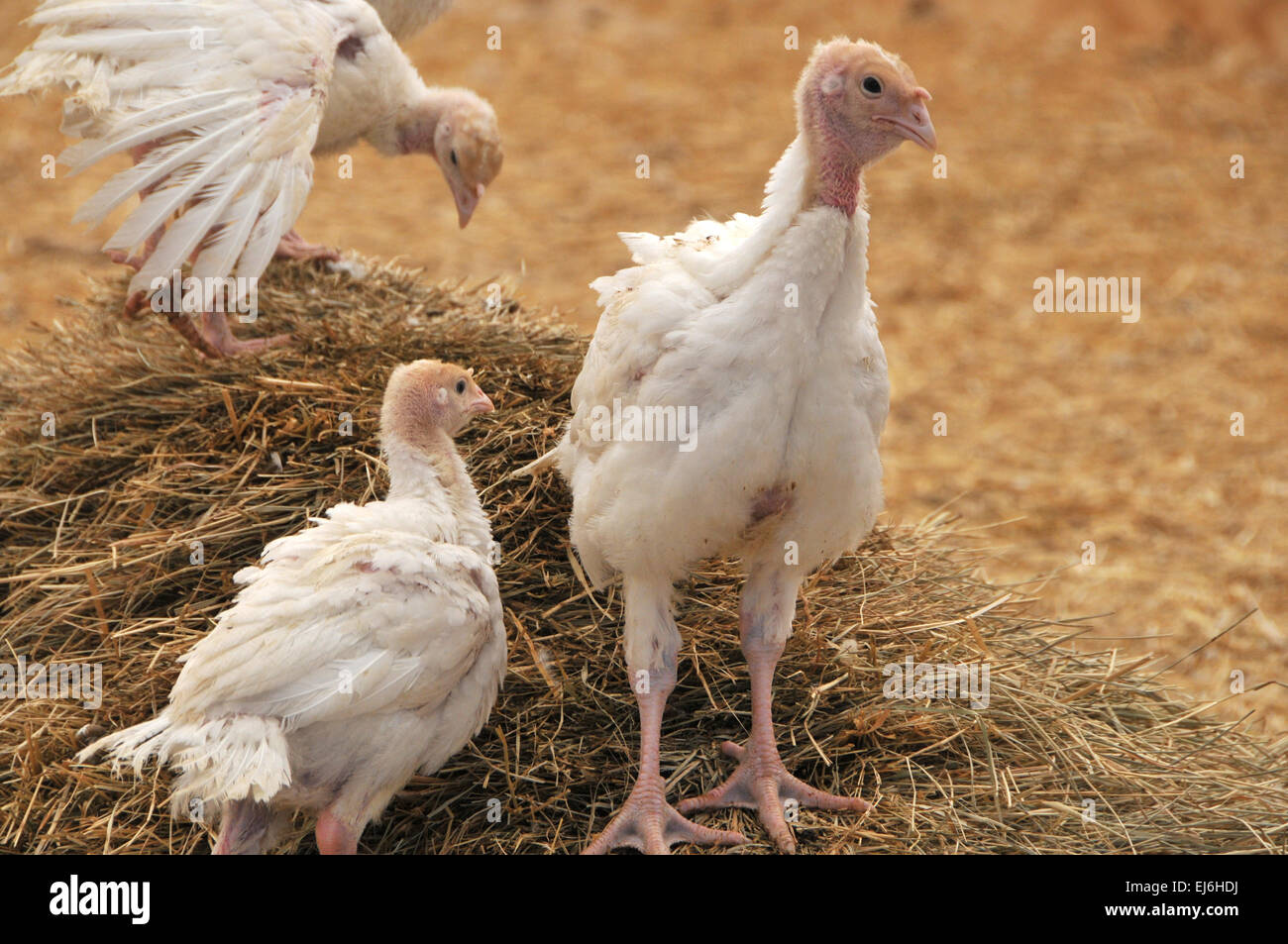 I tacchini in Agriturismo Foto Stock