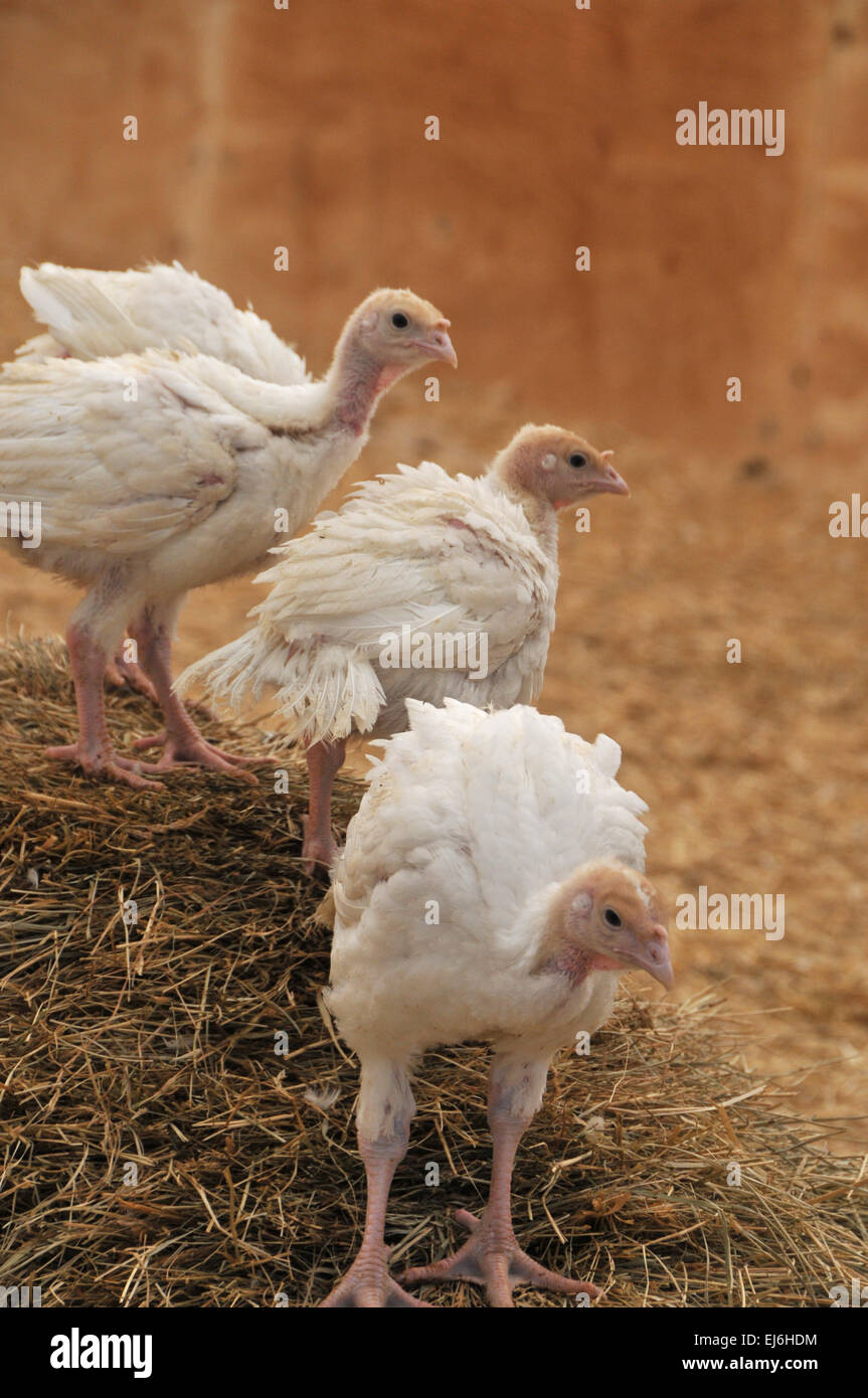 I tacchini in Agriturismo Foto Stock