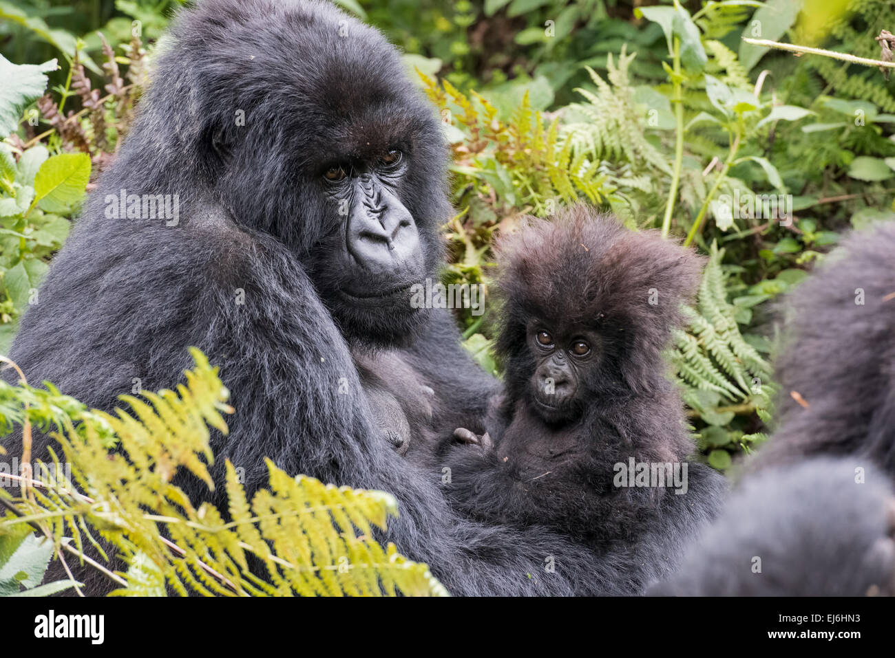 Gorilla di Montagna azienda madre del suo bambino, Kuryama Gruppo, Ruanda Foto Stock