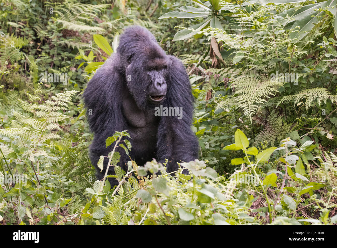 Mountain Gorilla Silverback nella giungla, Ruanda Foto Stock