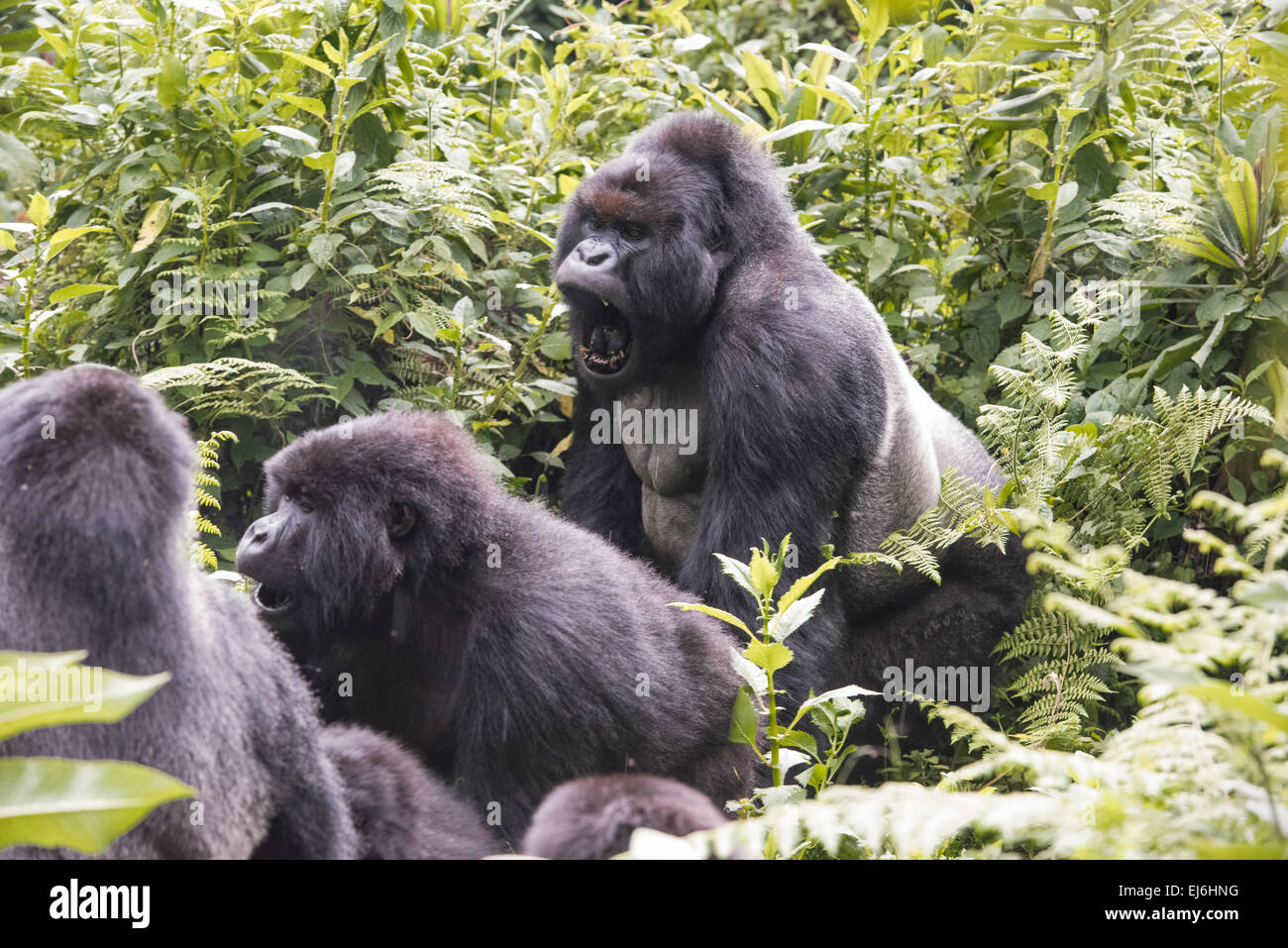 Mountain Gorilla Silverback con la famiglia, Ruanda Foto Stock