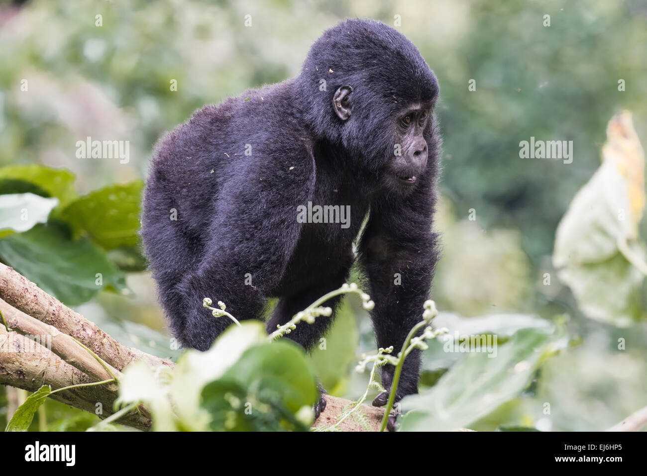 Baby gorilla di montagna del Gruppo Kyaguliro, Foresta impenetrabile di Bwindi, Uganda Foto Stock