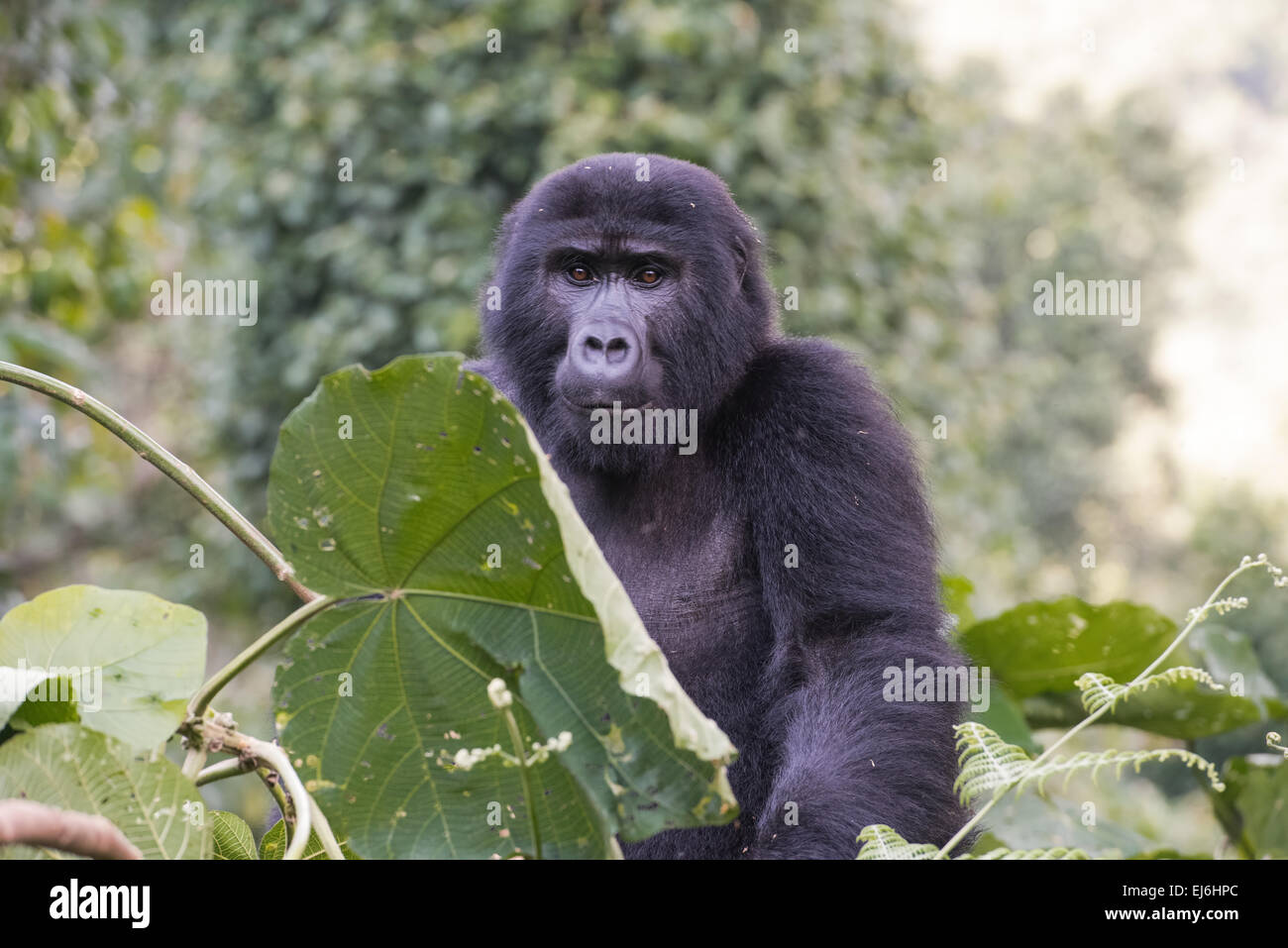 Gorilla di Montagna in posa dietro una foglia, Gruppo Kyaguliro, Foresta impenetrabile di Bwindi, Uganda. Foto Stock