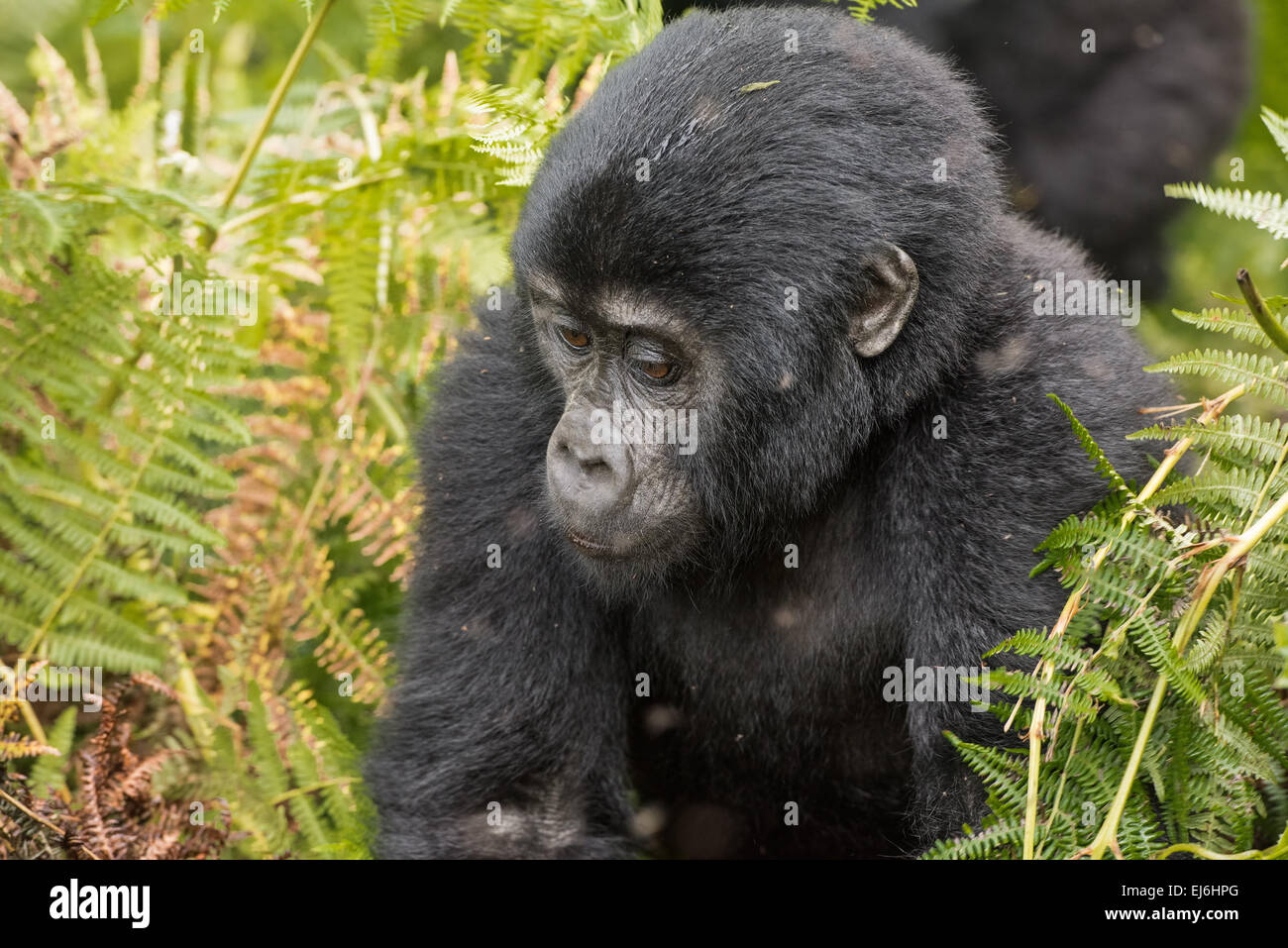 Baby gorilla di montagna del Gruppo Kyaguliro, Foresta impenetrabile di Bwindi, Uganda Foto Stock