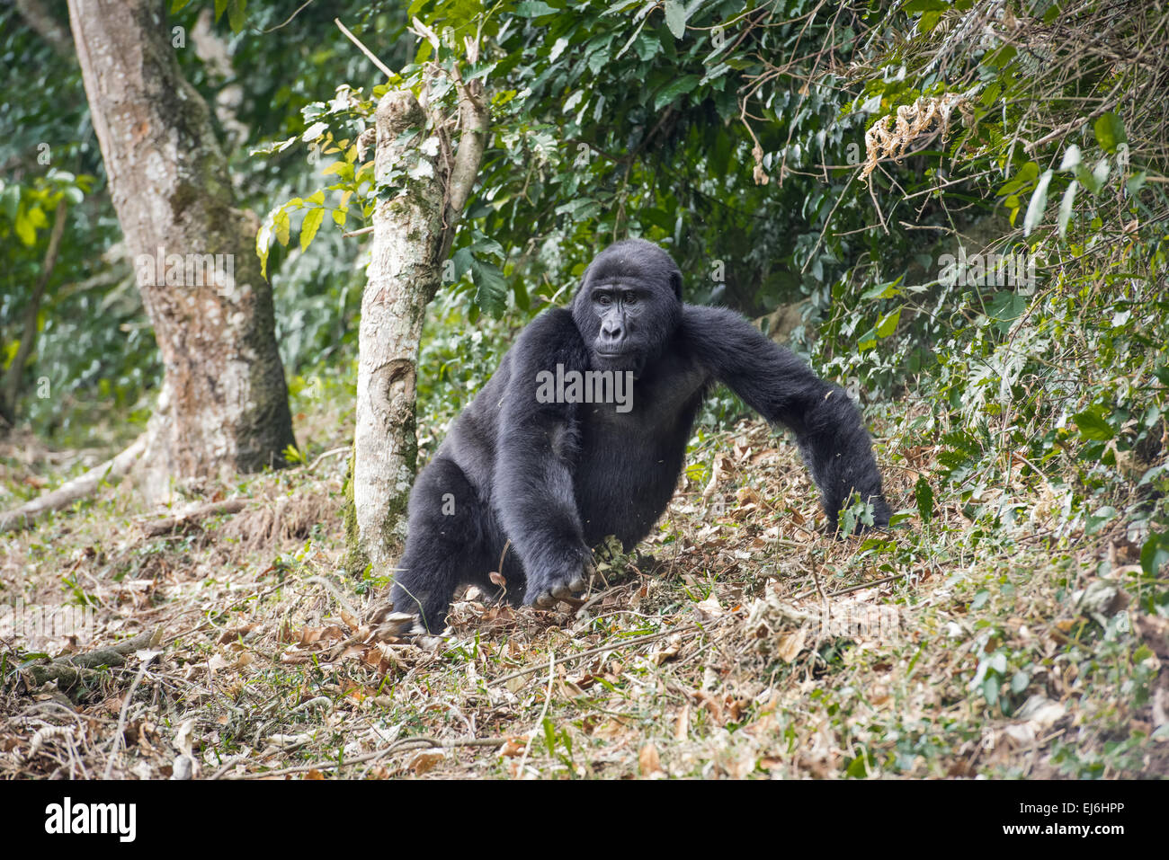 Gorilla di Montagna camminando sul bordo della foresta, Gruppo Rushegura, Foresta impenetrabile di Bwindi, Uganda Foto Stock