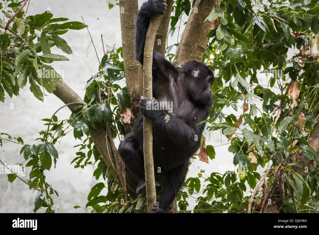 Gorilla di Montagna in un albero, Gruppo Rushegura, Foresta impenetrabile di Bwindi, Uganda Foto Stock