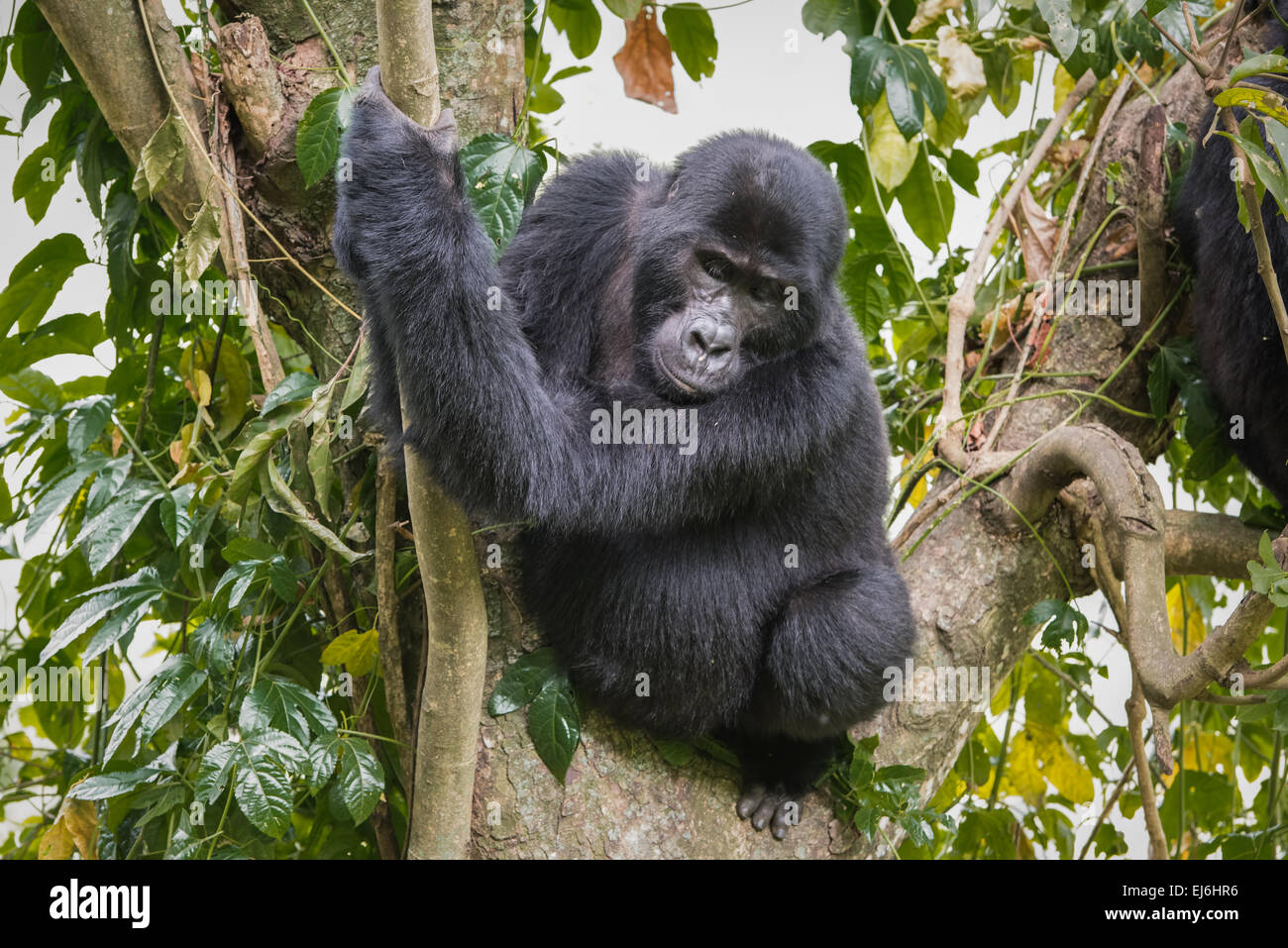 Gorilla di Montagna guardando verso il basso dalla struttura ad albero, Gruppo Rushegura, Foresta impenetrabile di Bwindi, Uganda Foto Stock