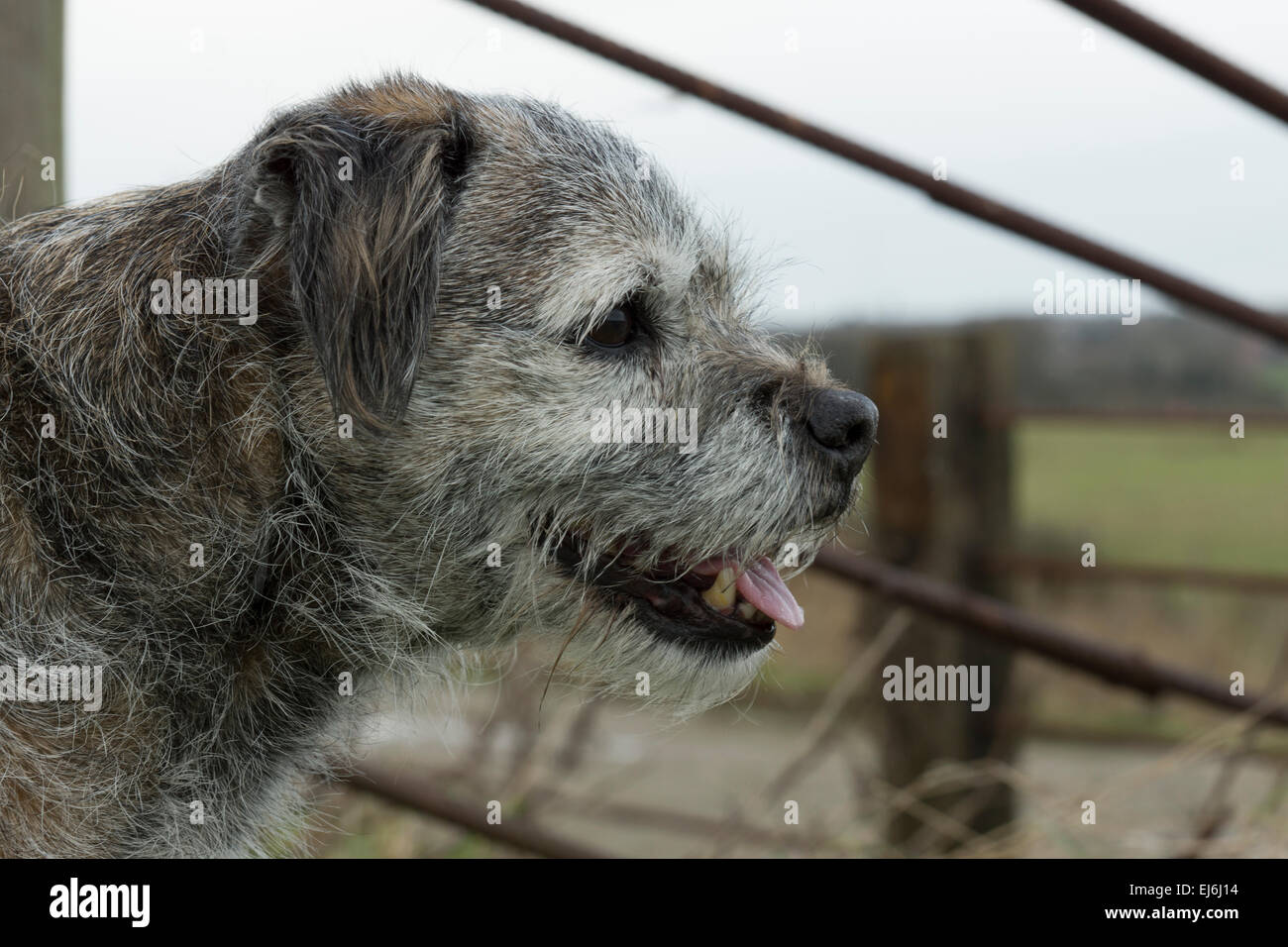 Border terrier capelli grigi faccia guardare al di fuori Foto Stock