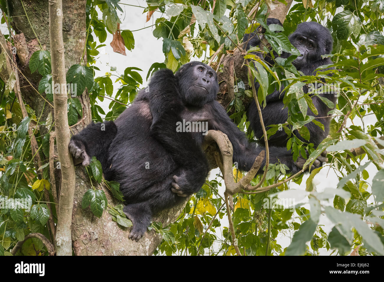 I gorilla di montagna in un albero, Gruppo Rushegura, Foresta impenetrabile di Bwindi, Uganda Foto Stock