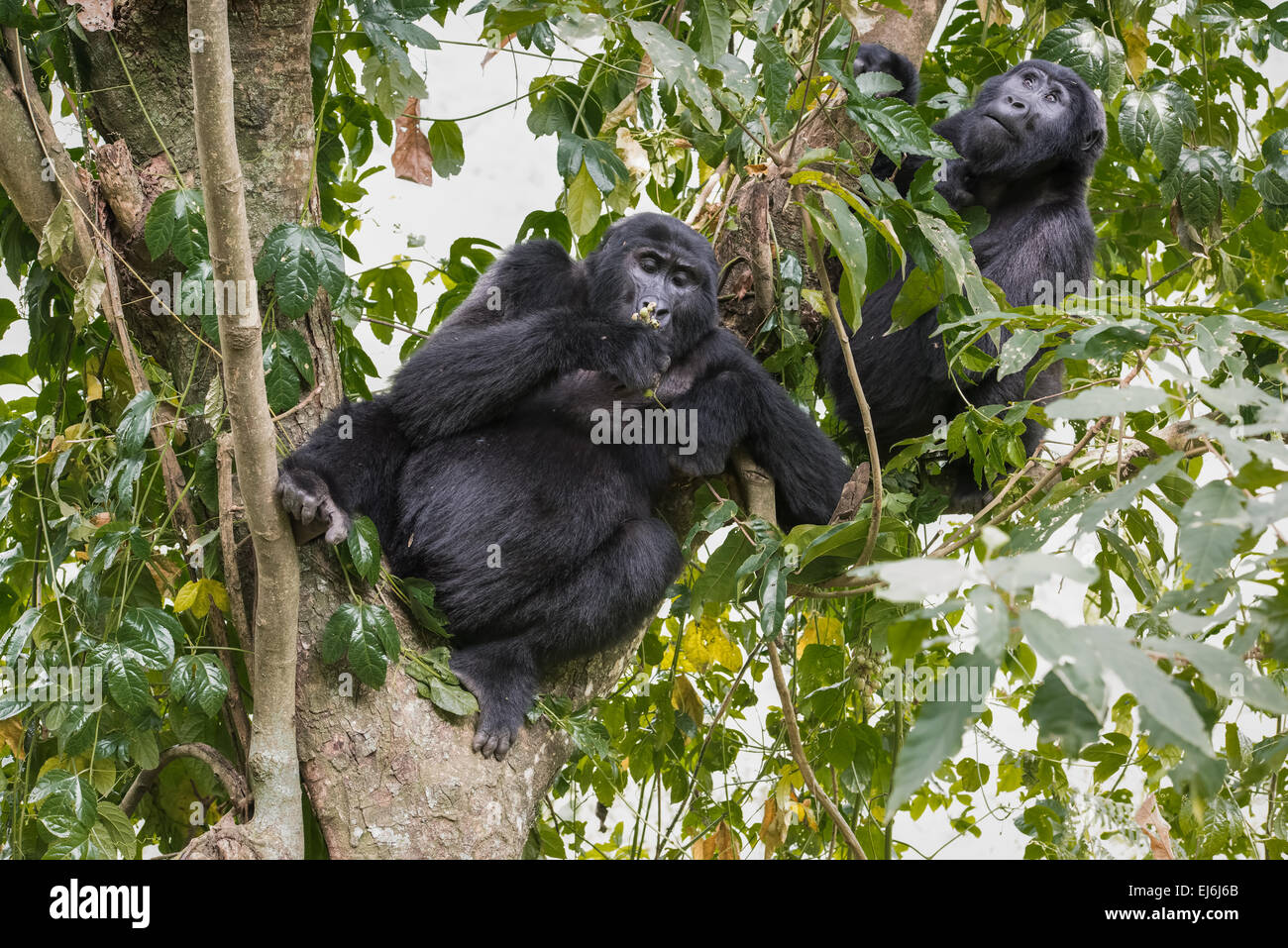 Gorilla di Montagna alimentazione in un albero, Gruppo Rushegura, Foresta impenetrabile di Bwindi, Uganda Foto Stock