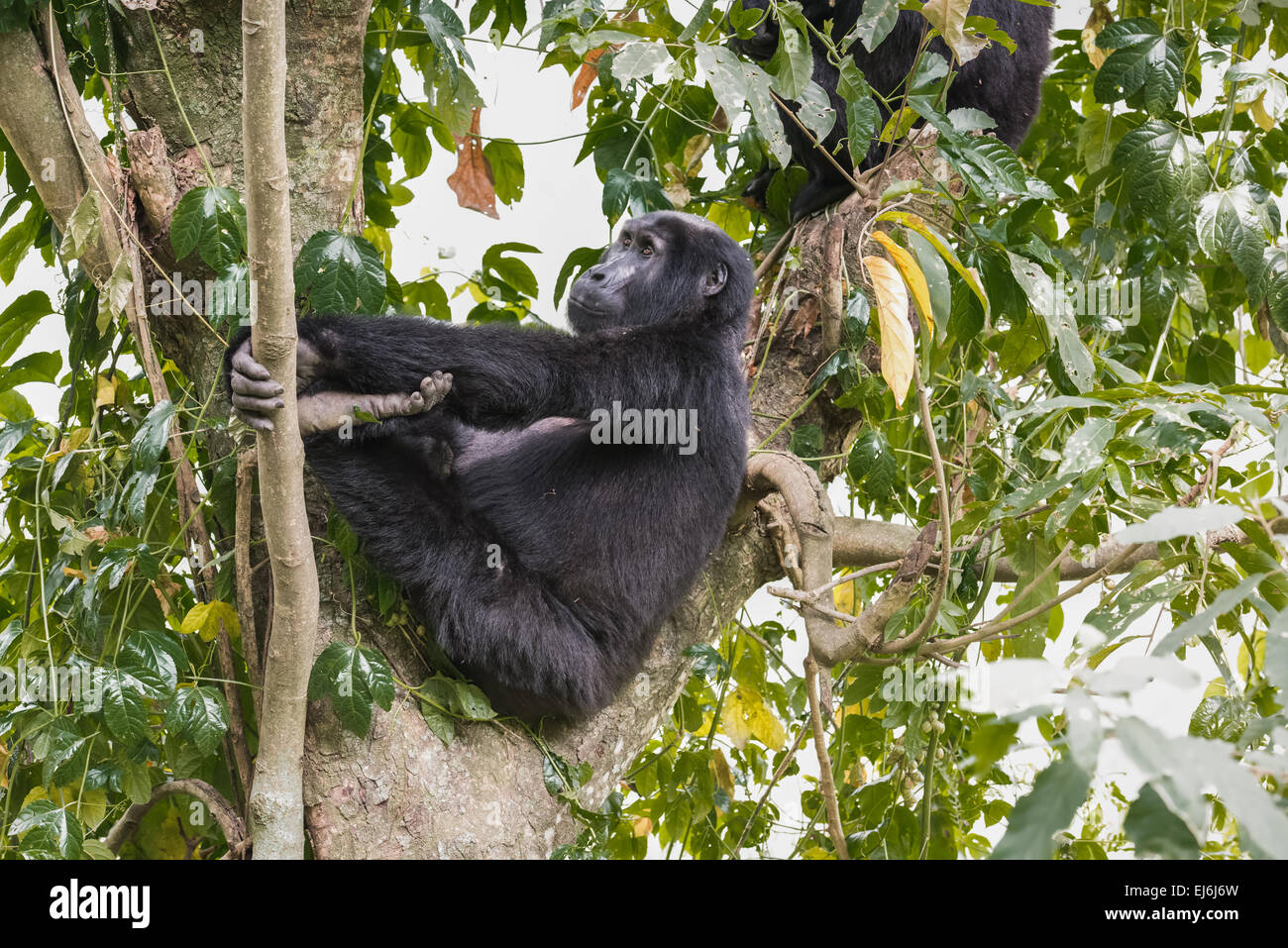 Gorilla di Montagna in appoggio in una struttura ad albero, Rushegura Gruppo, Foresta impenetrabile di Bwindi, Uganda Foto Stock
