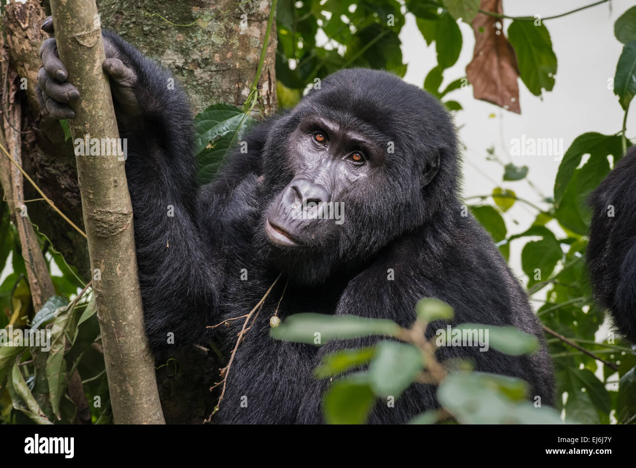 Gorilla di Montagna alimentazione in un albero, Gruppo Rushegura, Foresta impenetrabile di Bwindi, Uganda Foto Stock
