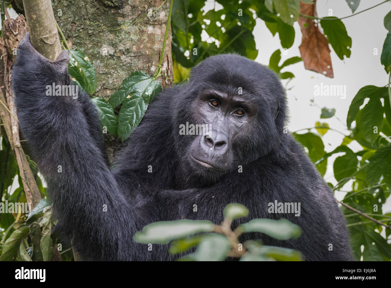 Gorilla di Montagna in un albero, Gruppo Rushegura, Foresta impenetrabile di Bwindi, Uganda Foto Stock