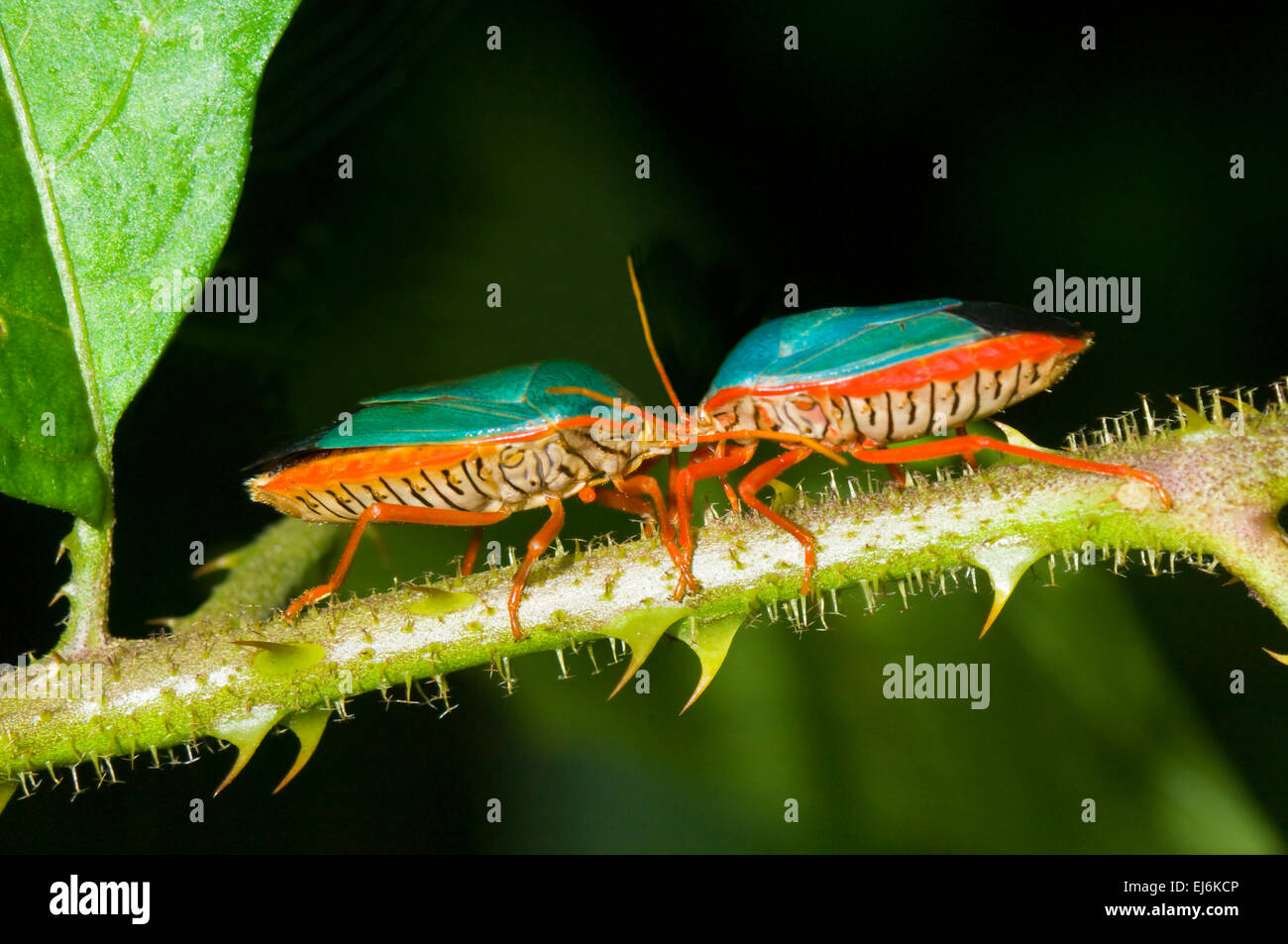 Red-gambe Stink Bugs (Edessa rutomarginata), Costa Rica Foto Stock