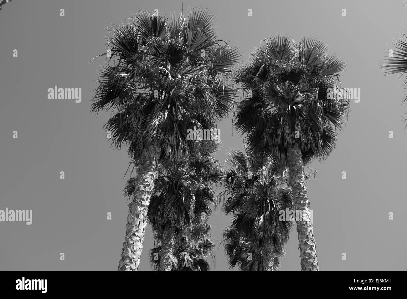 Grandview accesso alla spiaggia in Encinitas, CA, alberi di palma contro il cielo Foto Stock