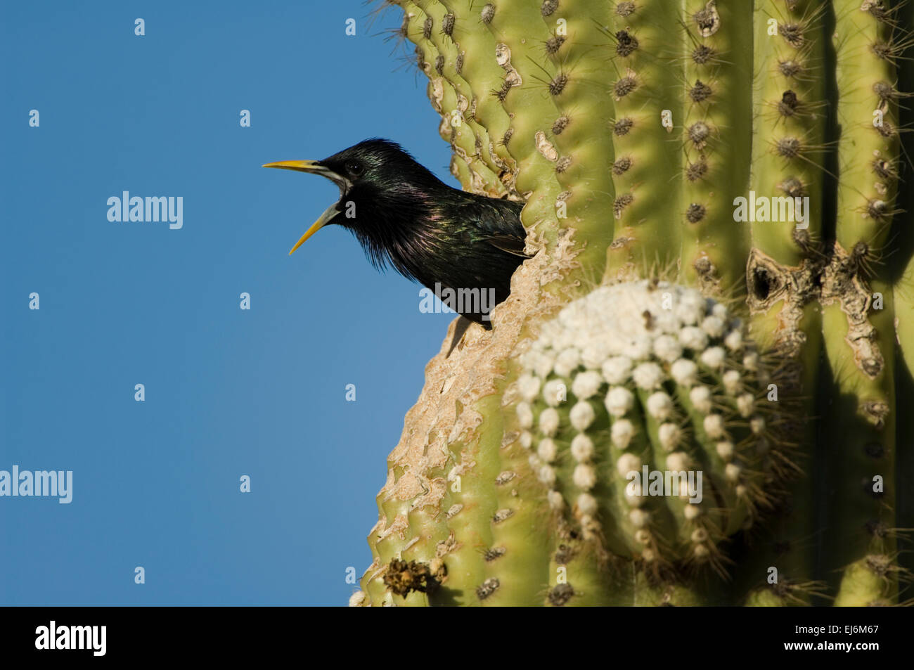 Starling europeo (Sturnus vulgaris) che schiaffa un nido di picchio, Arizona, USA Foto Stock
