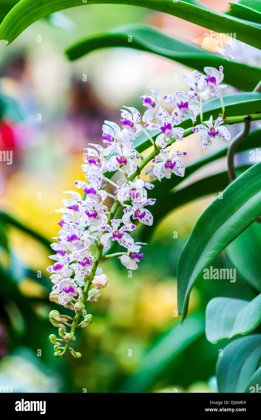 Orchidee (fiore in primavera il Viet Nam) Foto Stock