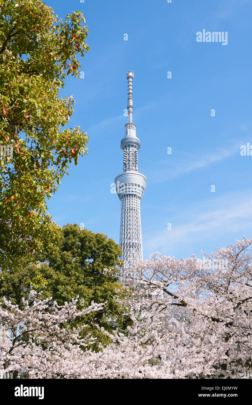 Tokyo Skytree tower e fiori di ciliegio, Tokyo, Giappone Foto Stock