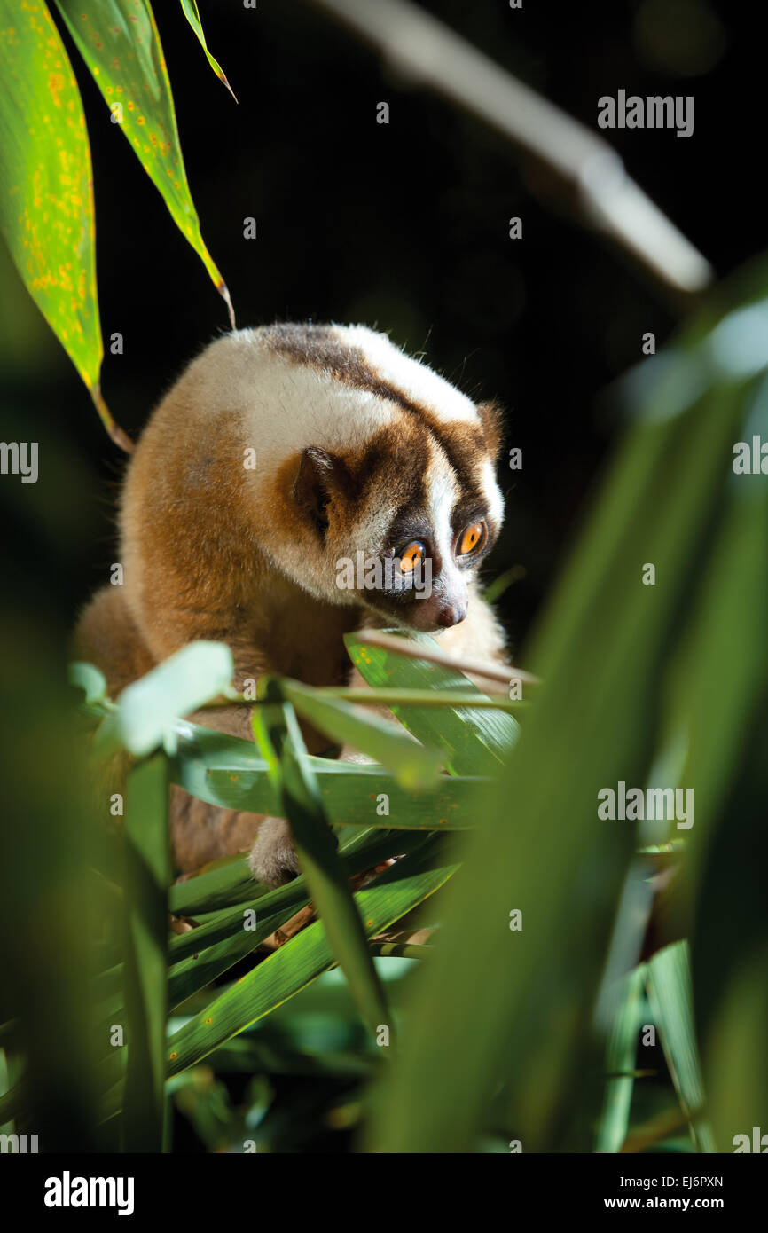 Wild Iavan slow loris (Nycticebus javanicus) sulla cima di alberi di bambù, il suo habitat naturale. Foto Stock