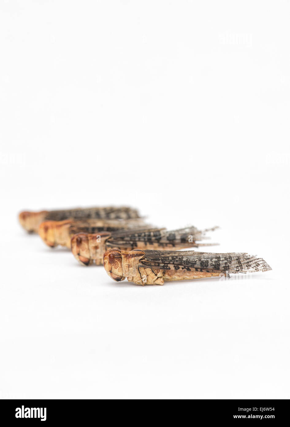 Gli insetti commestibili. Cavallette su sfondo bianco. Il cibo del futuro Foto Stock