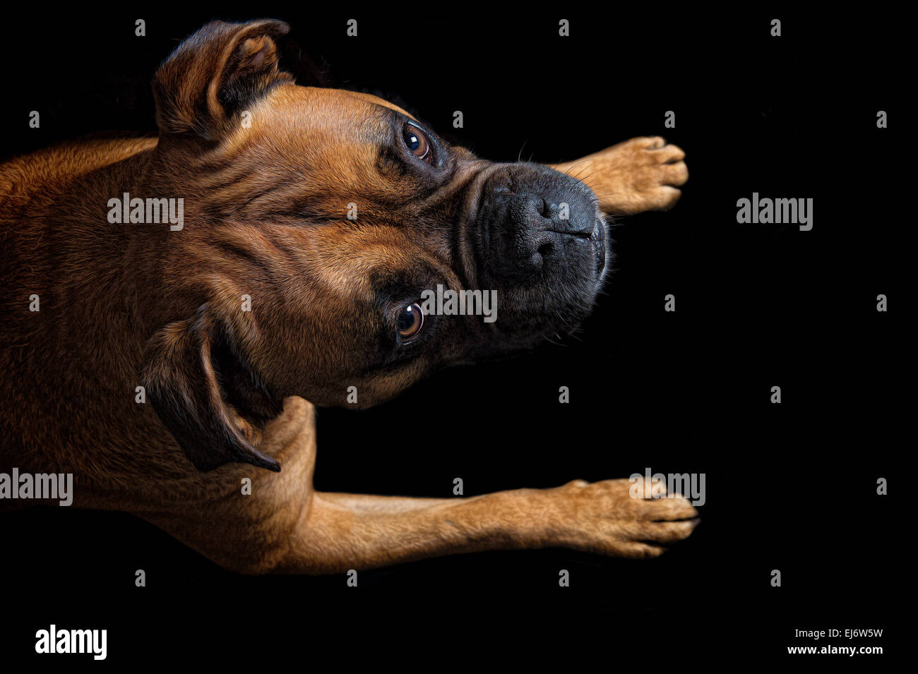 Bel ritratto di un cane boxer su sfondo nero Foto Stock