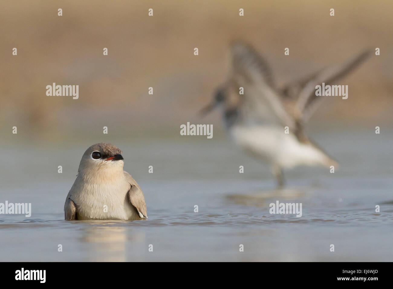 Piccolo pratincole, poco pratincole o piccole pratincole indiano (Glareola lactea) la balneazione Foto Stock