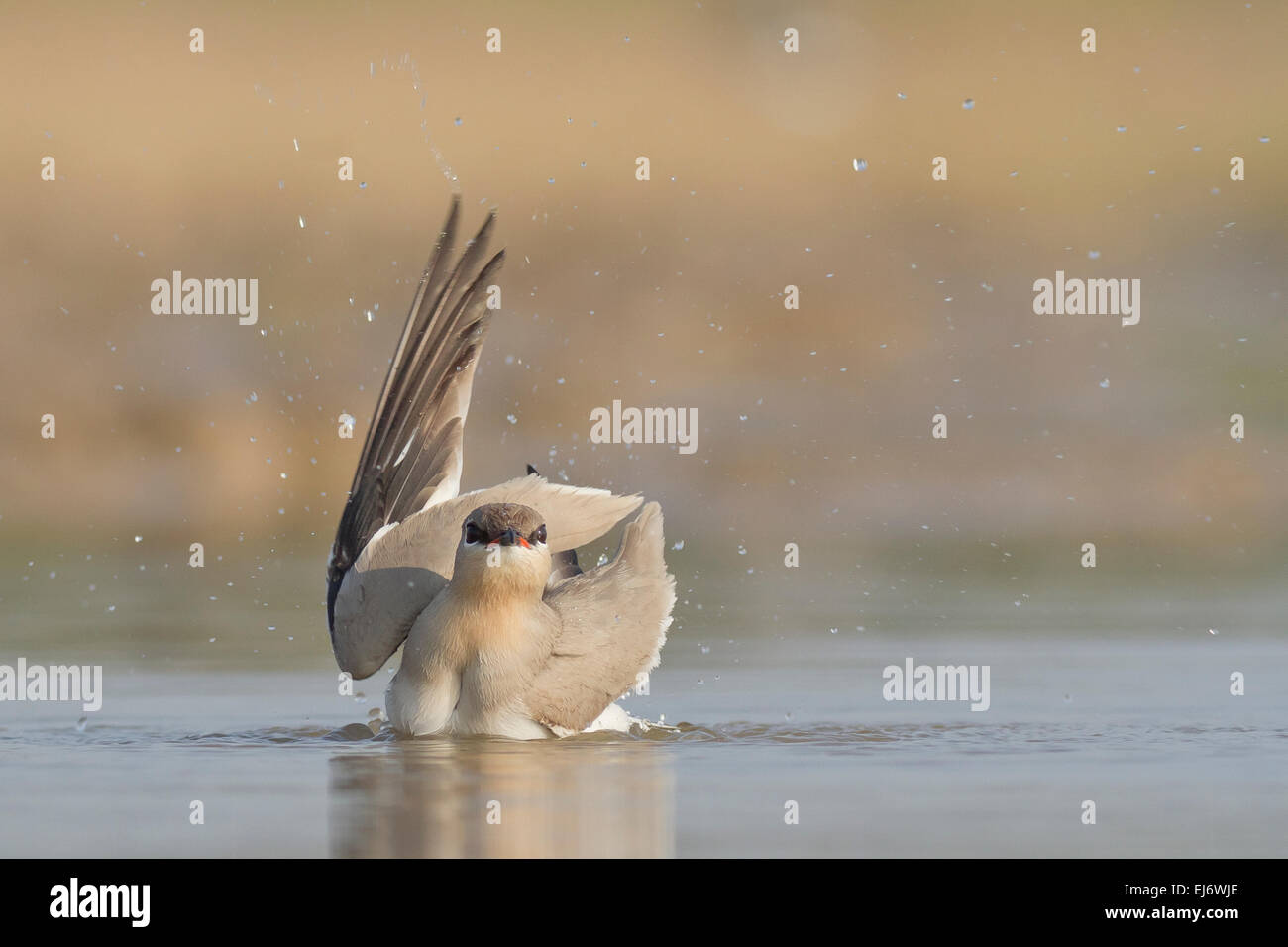 Piccolo pratincole, poco pratincole o piccole pratincole indiano (Glareola lactea) la balneazione Foto Stock