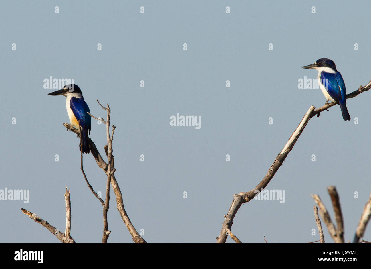 Il Martin pescatore di foresta nel parco nazionale Kakadu, Territorio del Nord, l'Australia Foto Stock