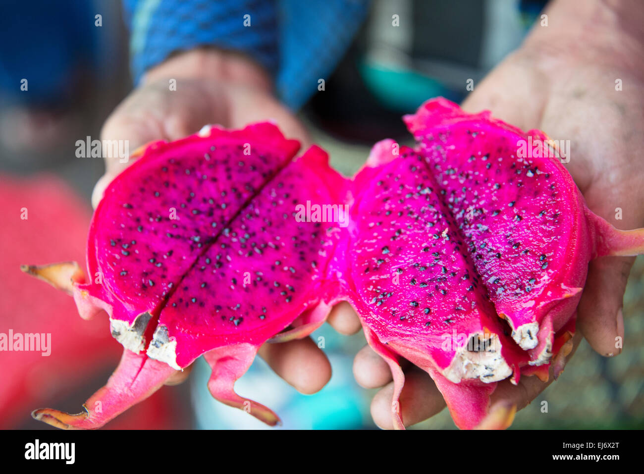 Dragon frutto, Mandalay Myanmar Foto Stock