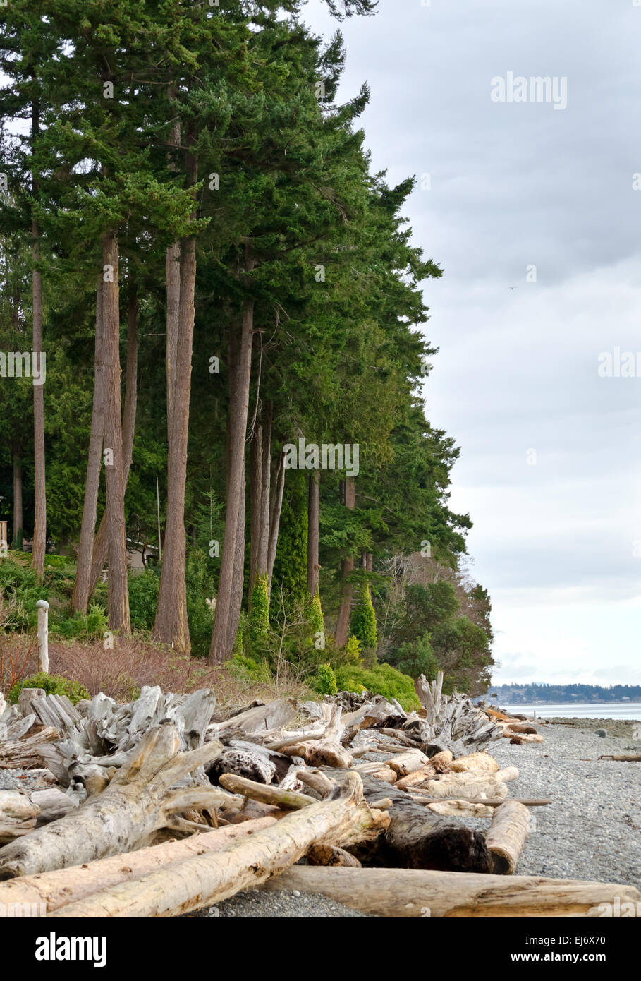 Costa frastagliata e spiaggia con driftwood e alti abeti vicino Sechelt sulla Costa del Sole in British Columbia, Canada. Foto Stock