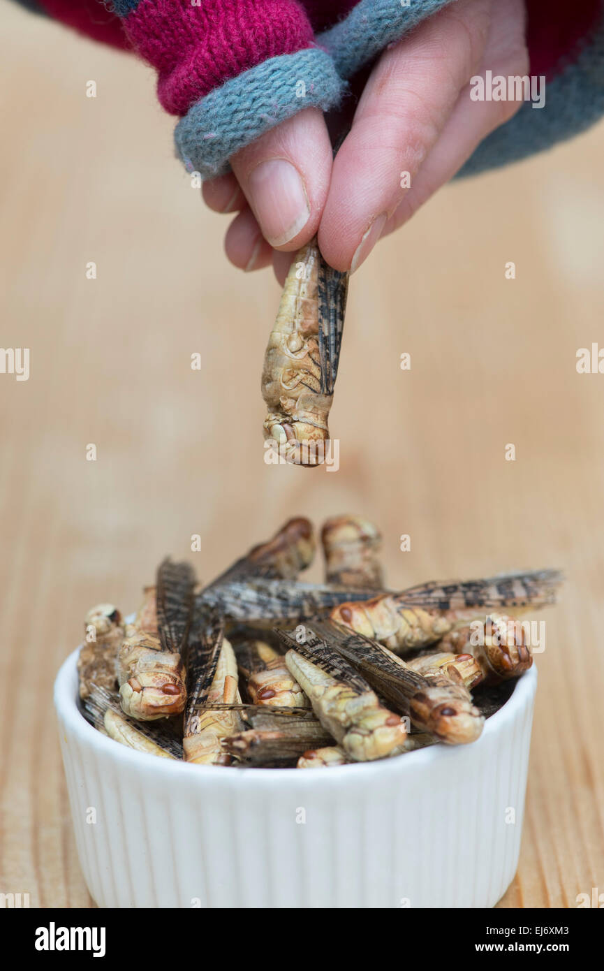 Gli insetti commestibili. Donna di prelevare un grillo da una ciotola. Il cibo del futuro Foto Stock
