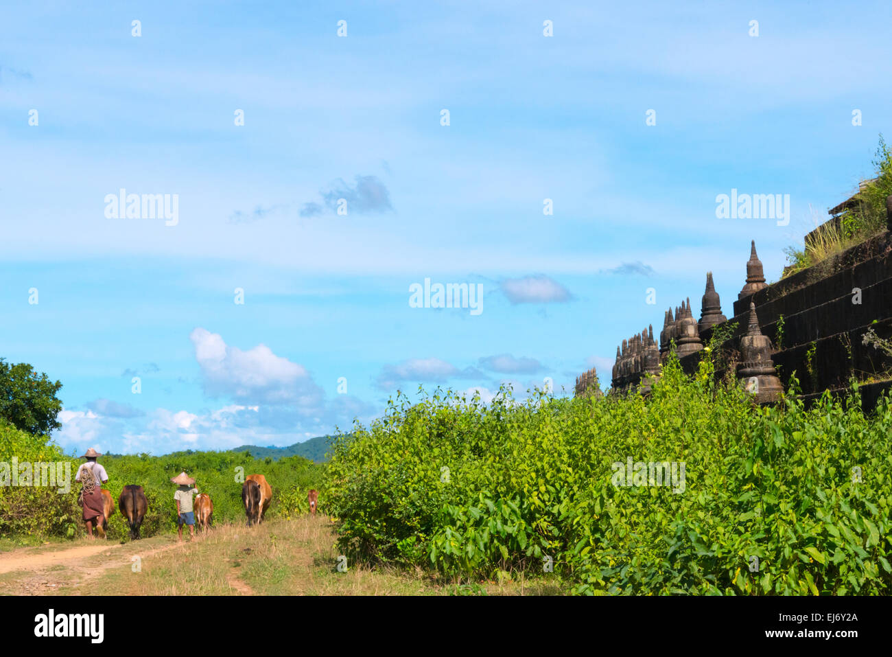 Agricoltore immobilizzare i bovini avvicinando Kothaung Tempio (Santuario di 90.000 immagini), Mrauk-U, Stato di Rakhine, Myanmar Foto Stock