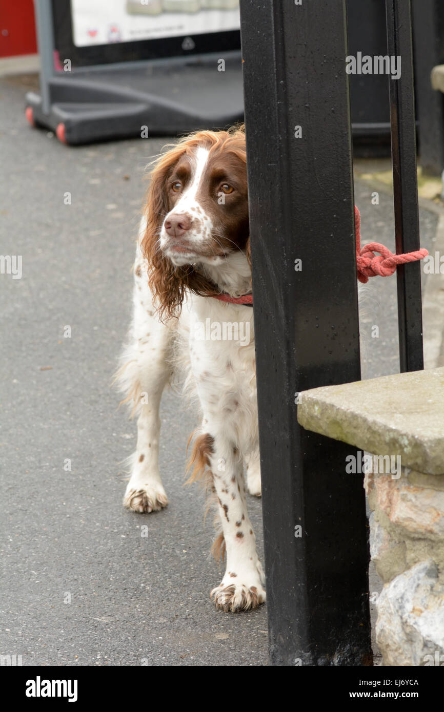 Springer Spaniel cane legato in modo irresponsabile a ringhiera al di fuori del negozio rischiando la possibilità di furto in Chudleigh, Devon, Inghilterra Foto Stock